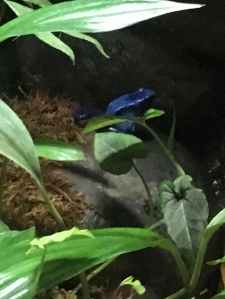 rana-azul
